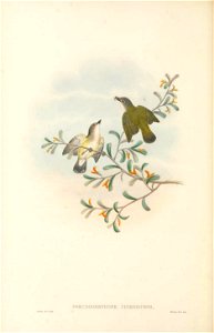 Pseudogerygone cinereiceps = Gerygone chloronota cinereiceps - The birds of New Guinea and the adjacent Papuan islands : including many new species recently discovered in Australia. v.2 (Plate 14