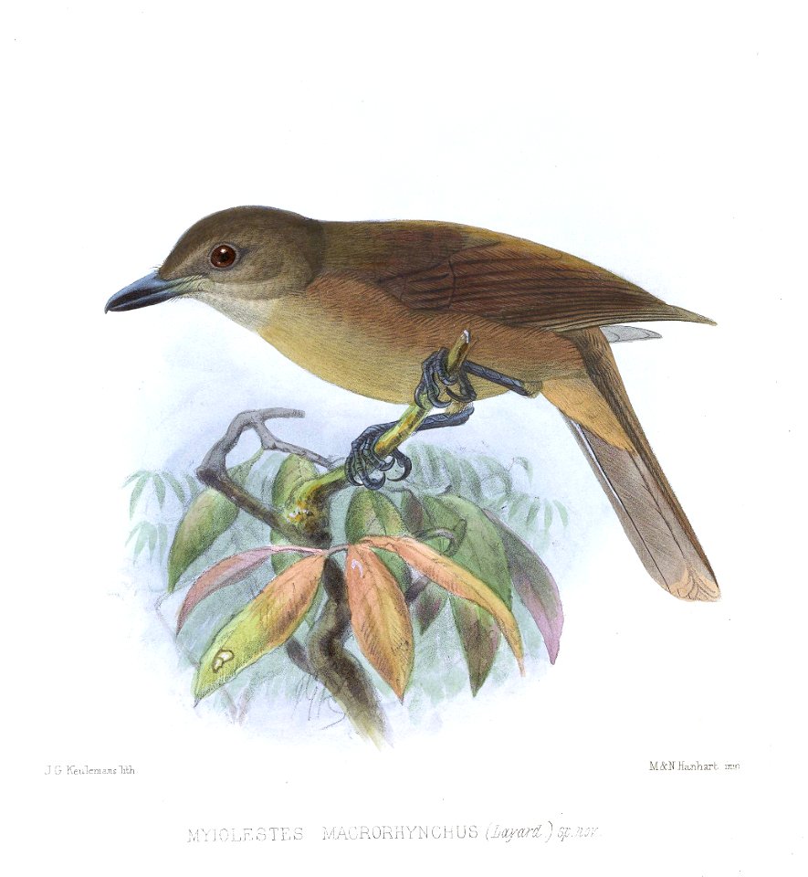 Pachycephala pectoralis macrorhynchus