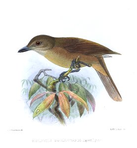 Pachycephala pectoralis macrorhynchus