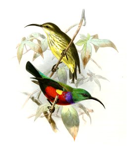 Cinnyris johannae'
