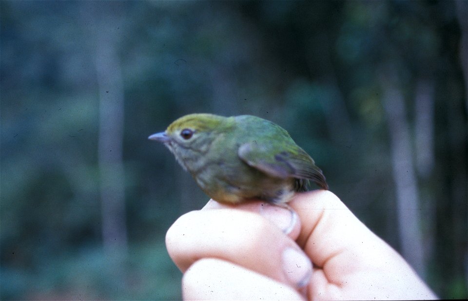 Blue-rumped Manakin (Lepidothrix isidorei) from the NBII Image Gallery. A female photographed in Ecuador.