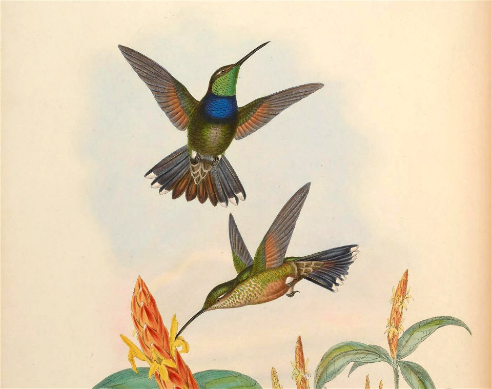 Sternoclyta cyanopectus