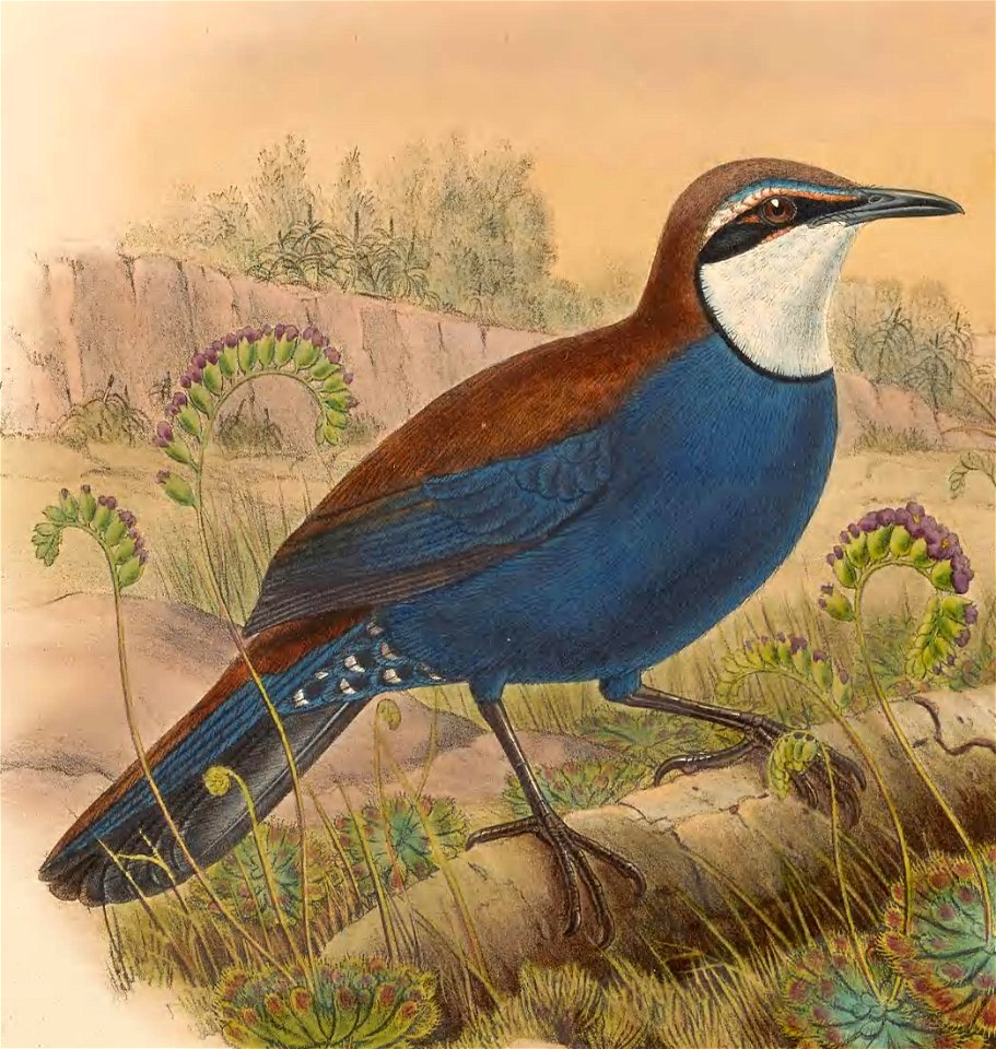 Eupetes castanonotus (=Ptilorrhoa castanonota) in The birds of New Guinea and the adjacent Papuan islands, including many new species recently discovered in Australia. v.3 (Plate 3).