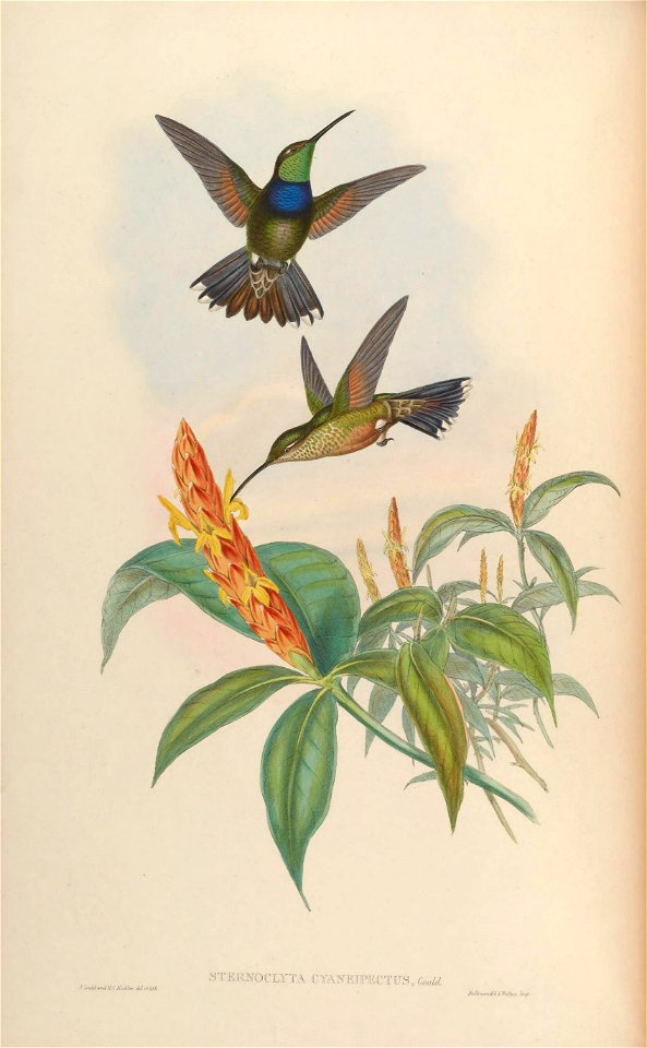 Sternoclyta cyanopectus