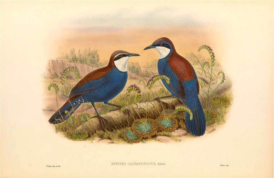Eupetes castanonotus (=Ptilorrhoa castanonota) in The birds of New Guinea and the adjacent Papuan islands, including many new species recently discovered in Australia. v.3 (Plate 3).
