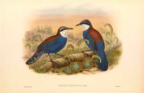 Eupetes castanonotus (=Ptilorrhoa castanonota) in The birds of New Guinea and the adjacent Papuan islands, including many new species recently discovered in Australia. v.3 (Plate 3).