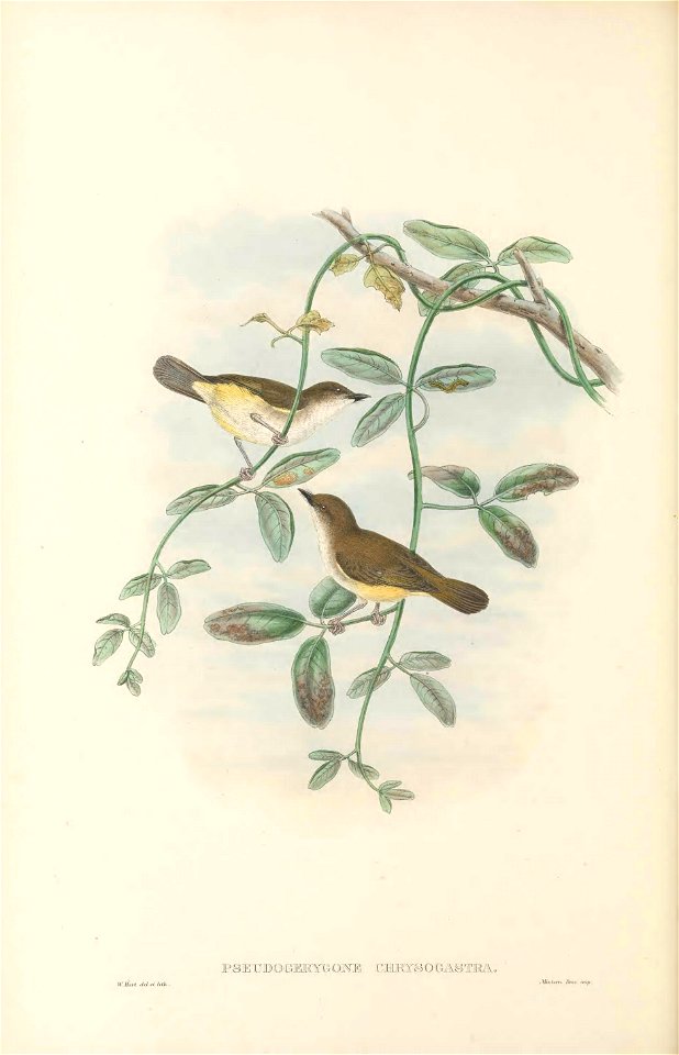 Pseudogerygone chrysogastra = Gerygone chrysogaster - The birds of New Guinea and the adjacent Papuan islands : including many new species recently discovered in Australia. v.2 (Plate 13).