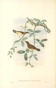 Pseudogerygone chrysogastra = Gerygone chrysogaster - The birds of New Guinea and the adjacent Papuan islands : including many new species recently discovered in Australia. v.2 (Plate 13).