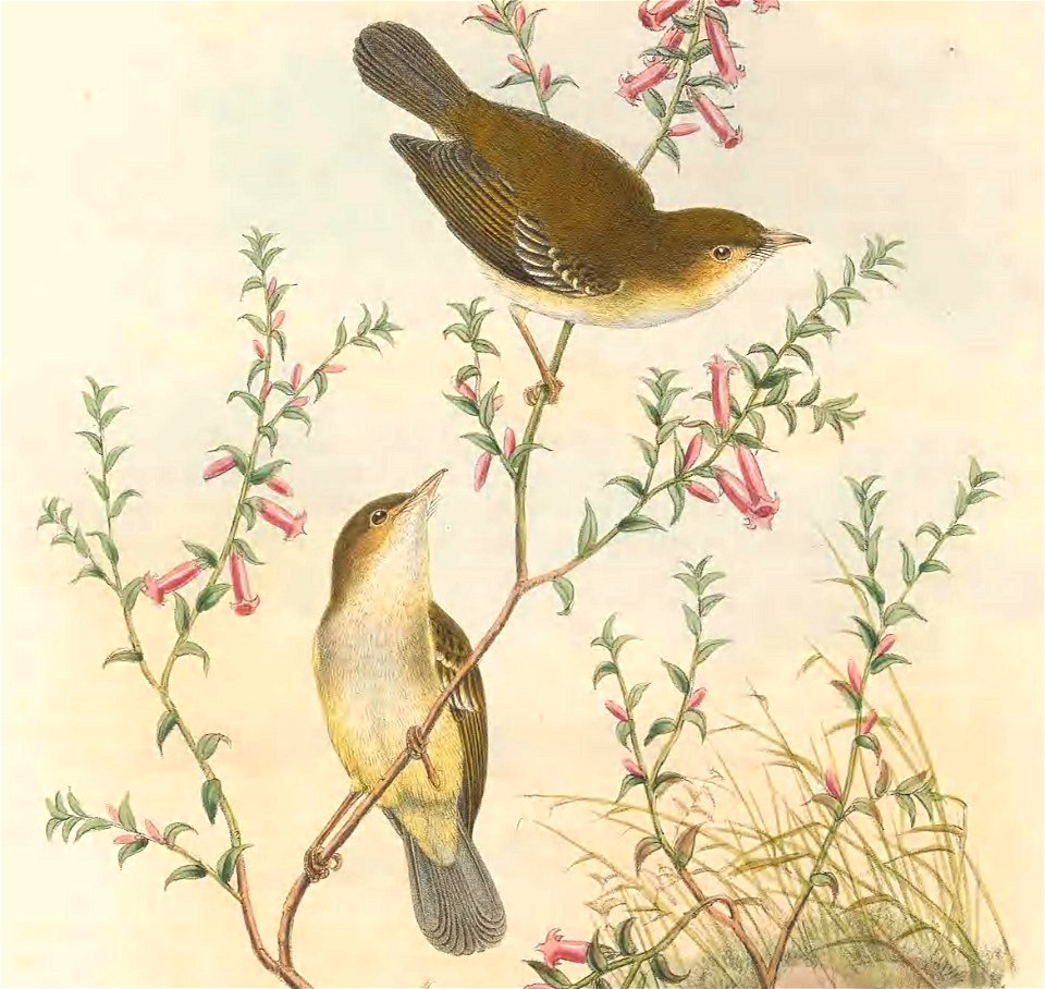 Pseudogerygone notata = Gerygone chrysogaster notata - The birds of New Guinea and the adjacent Papuan islands : including many new species recently discovered in Australia. v.2 (Plate 12).