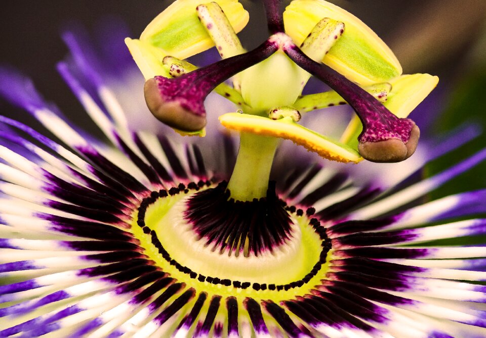 Blossom bloom pistil