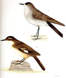 1 Muscisaxicola nigrifrons Ph. et Landb. 
2. Upucerthia albiventris = Cinclodes albiventris Ph. et Landb.