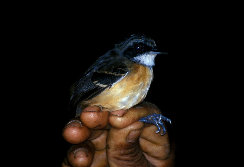 Black-faced Antbird (Myrmoborus myotherinus) from the NBII Image Gallery. A female photographed in Cordillera del Cóndor, Centro Shuar Warintz, Ecuador.