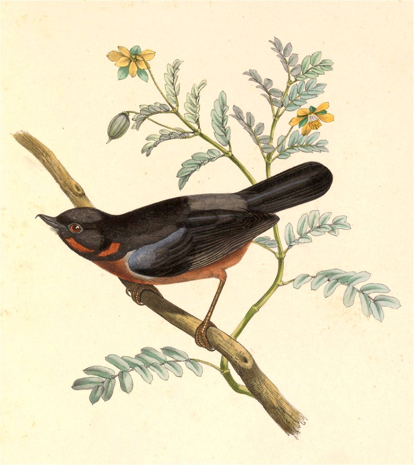 Diglossa brunneiventris = Diglossa brunneiventris (Black-throated Flowerpiercer)