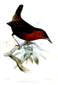 Cyphorhinus thoracicus dichrous = Thryothorus thoracicus