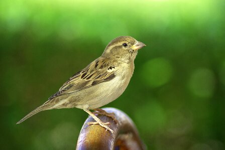 Wing plumage birdie