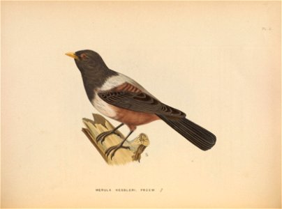 Ornithological miscellany /