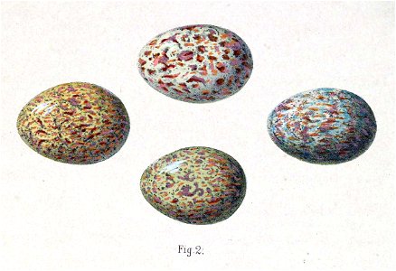 English:  « Merula kessleri » = Turdus kessleri (Kessler's thrush) - eggsFrançais :  « Merula kessleri » = Turdus kessleri (Merle de Kessler) - œufs