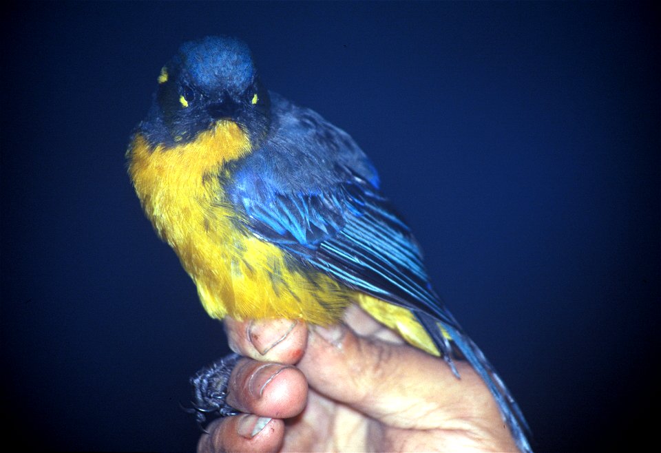 Lacrimose Mountain-tanager (Anisognathus lacrymosus) in Ecuador
