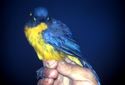 Lacrimose Mountain-tanager (Anisognathus lacrymosus) in Ecuador