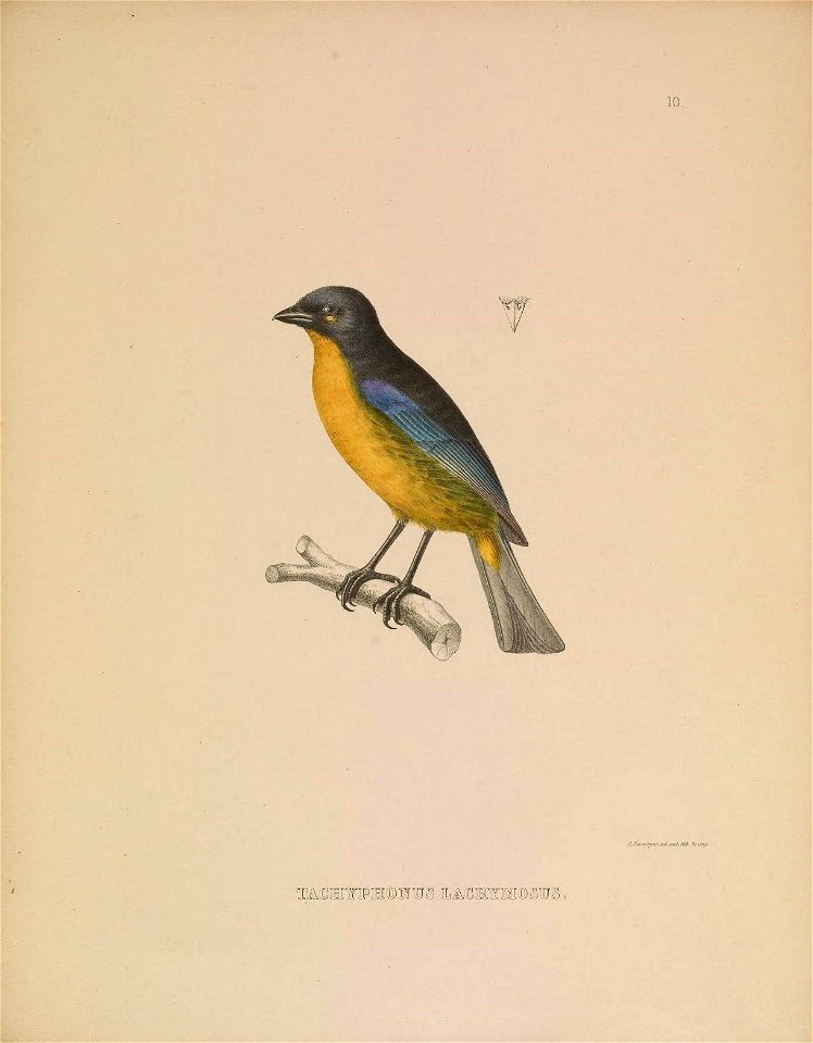 Tachyphonus lacrymosus = Anisognathus lacrymosus
Esquisses ornithologiques
Bruxelles :A. Vandale[1845-48]

biodiversitylibrary.org/page/52851805