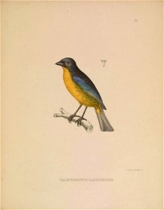 Tachyphonus lacrymosus = Anisognathus lacrymosus
Esquisses ornithologiques
Bruxelles :A. Vandale[1845-48]

biodiversitylibrary.org/page/52851805