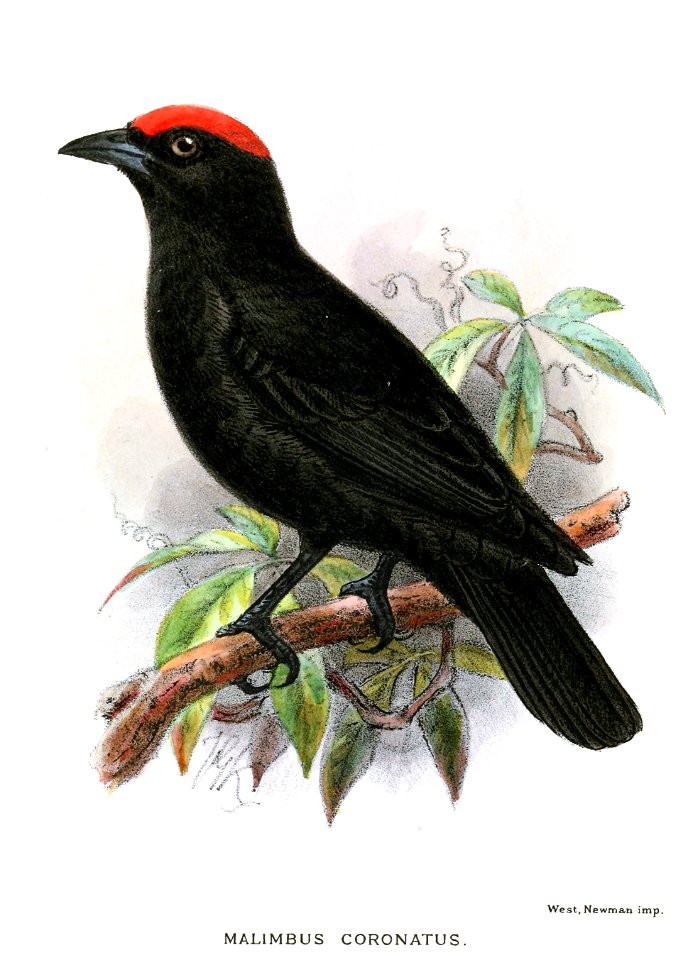 Malimbus coronatus