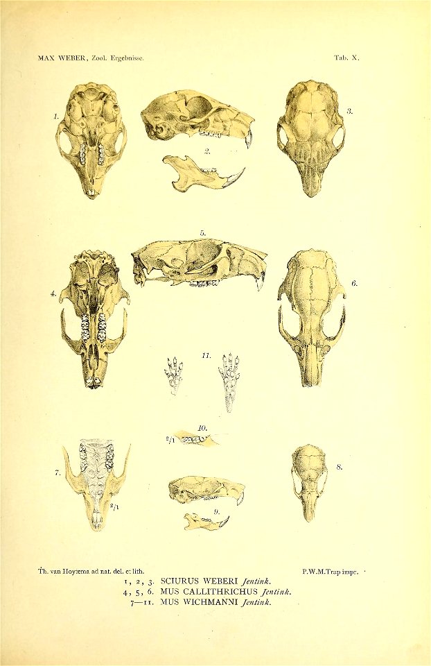 MAX \V11!1':K. /ool. l.ri;olniissc. 
Till). X. 
Th. van Hoytema ad nat. del, et lith. P.W.M.Trap impr. • 
1,2,3. SCIURUS WEBERI Jentink. 
4, 5, 6. MUS CALLITHRICHUS Jentink. 

7— II. MUS WICHMANNI Jen