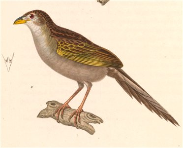 English:  « Emberizoides marginalis » = Emberizoides herbicola herbicola (Subspecies of Wedge-tailed Grass-finch) - maleFrançais :  « Emberizoides marginalis&#1