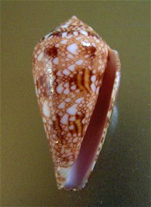 Conus dalli Stearns, 1873 ; Panama