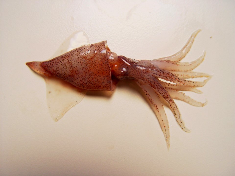 Abralia redfieldi from the Gulf of Mexico