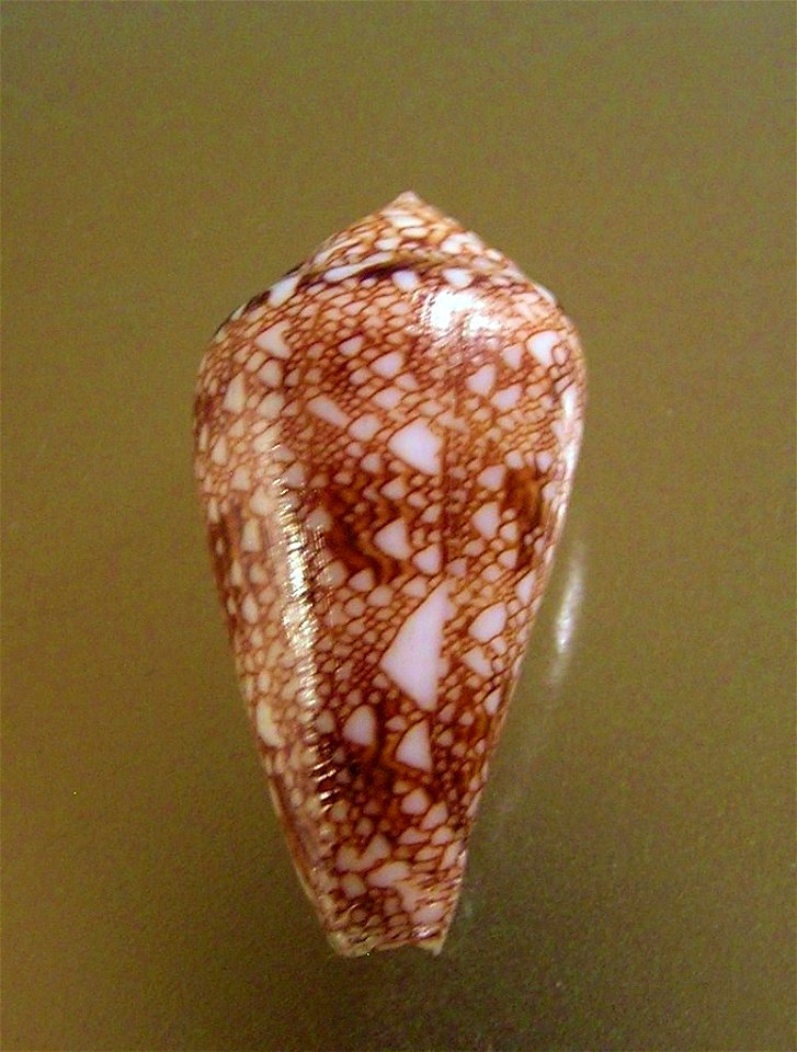 Conus dalli Stearns, 1873 ; Panama