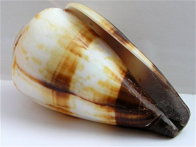 Conus miles Linnaeus, 1758 ; the Philippines