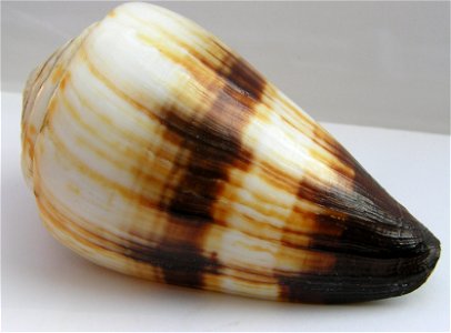 Conus miles Linnaeus, 1758 ; the Philippines
