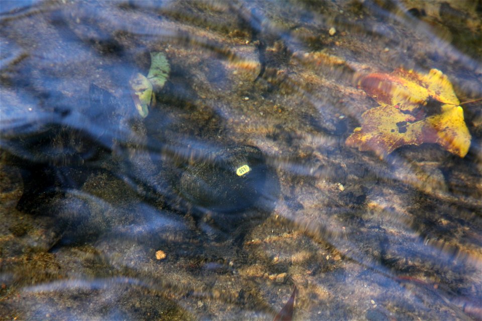 Tagged endangered oval pigtoe mussel in Spring Creek, nearly Colquitt, Ga.  Photo by Tom MacKenzie, USFWS