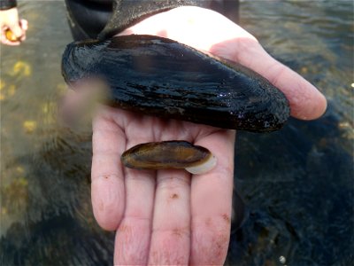 A young and mature Cumberlandia monodonta (spectacle case mussel). These specimens were found in the St. Croix River in Minnesota. For more information see http://www.fws.gov/midwest/endangered/clam photo