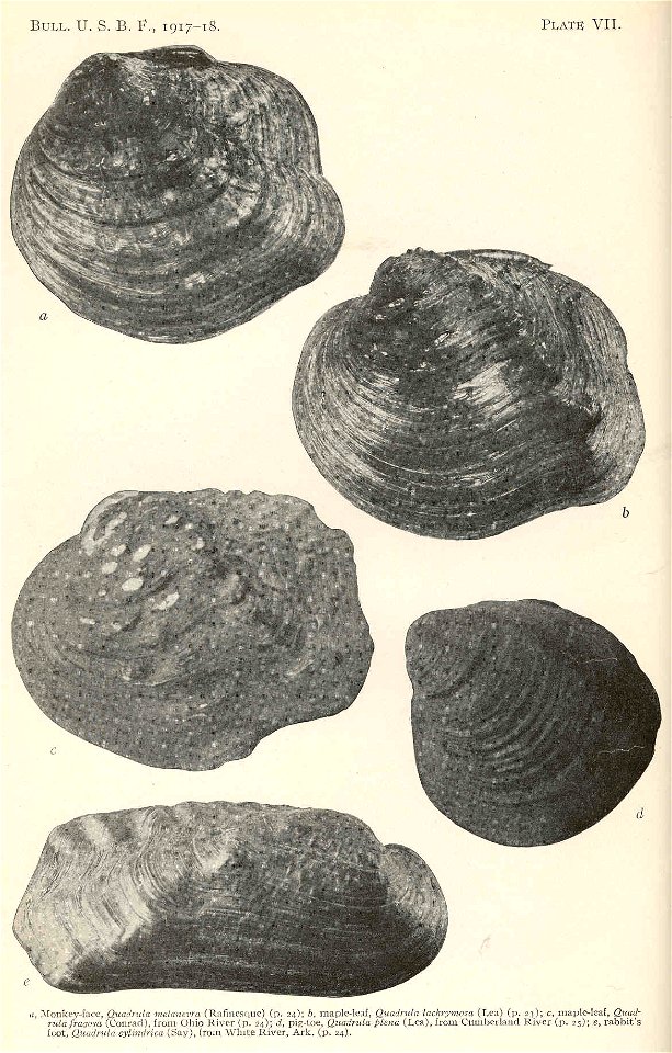 a. Monkey-face Quadrula melanevra, b. Maple-leaf Q. lachrymosa (=Q. quadrula), c. Maple-leaf Q. fragosa, d. Pig-toe Q. plena (=Pleurobema plenum), e. Rabbit's foot Q. cylindrica

 Monkey-face, Quadrul