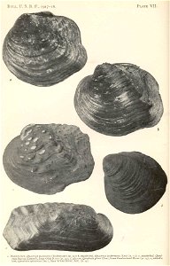 a. Monkey-face Quadrula melanevra, b. Maple-leaf Q. lachrymosa (=Q. quadrula), c. Maple-leaf Q. fragosa, d. Pig-toe Q. plena (=Pleurobema plenum), e. Rabbit's foot Q. cylindrica

 Monkey-face, Quadrul