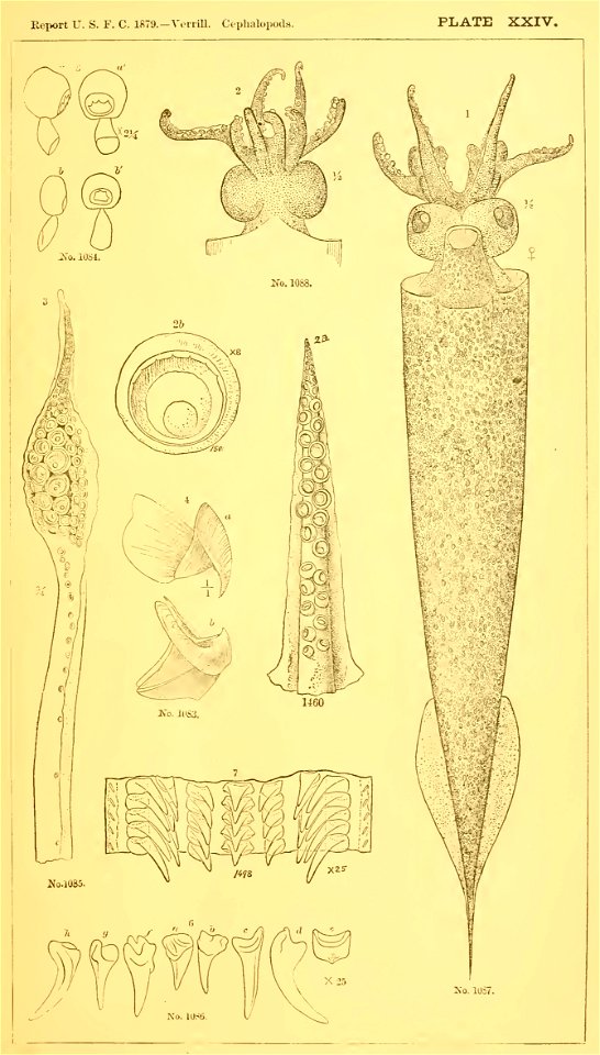 Illustration of Taonius pavo. Incorrectly identified by Addison Emery Verrill (1881) as Taonius hyperboreus and thus included in his (now invalid) genus Desmoteuthis.