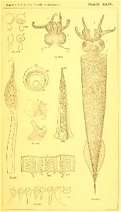 Illustration of Taonius pavo. Incorrectly identified by Addison Emery Verrill (1881) as Taonius hyperboreus and thus included in his (now invalid) genus Desmoteuthis.