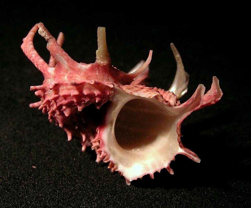 Angaria sphaerula (Kiener, 1838); family Angariidae; Philippines