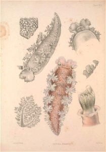 Alder J. & Hancock A. (1845-1855). A monograph of the British nudibranchiate Mollusca: with figures of all the species. The Ray Society, London. Published in 8 parts:Part 7 Fam.2 Plate 2 [1855]
Tr