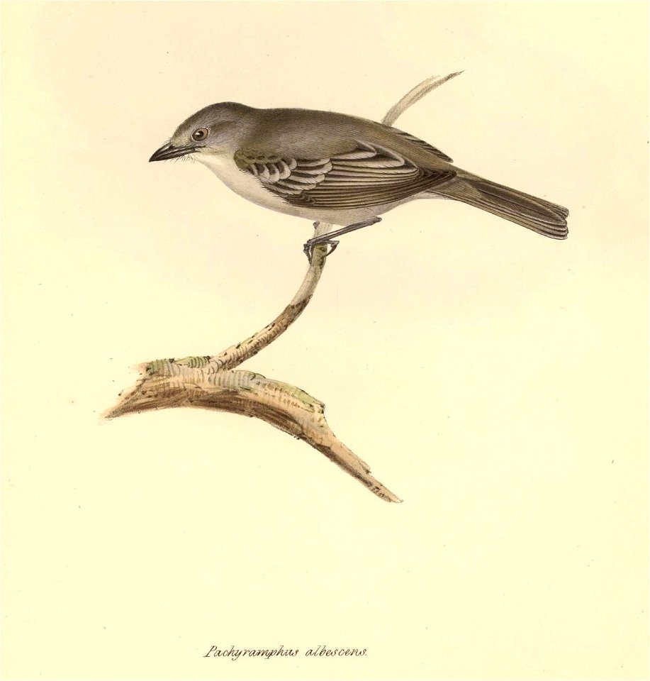 Pachyramphus albescens (= Suiriri s. suiriri)