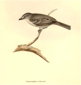 Pachyramphus albescens (= Suiriri s. suiriri)