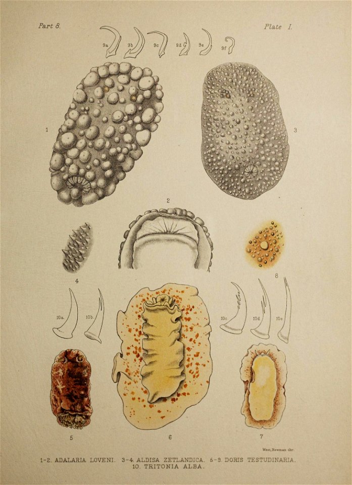 Alder J. & Hancock A. (1845-1855). A monograph of the British nudibranchiate Mollusca: with figures of all the species. The Ray Society, London. Published in 8 parts: Part 8 Plate 1 [1910]
Adalari