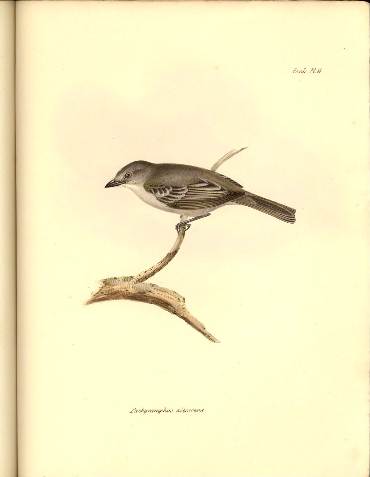 Pachyramphus albescens (= Suiriri s. suiriri)