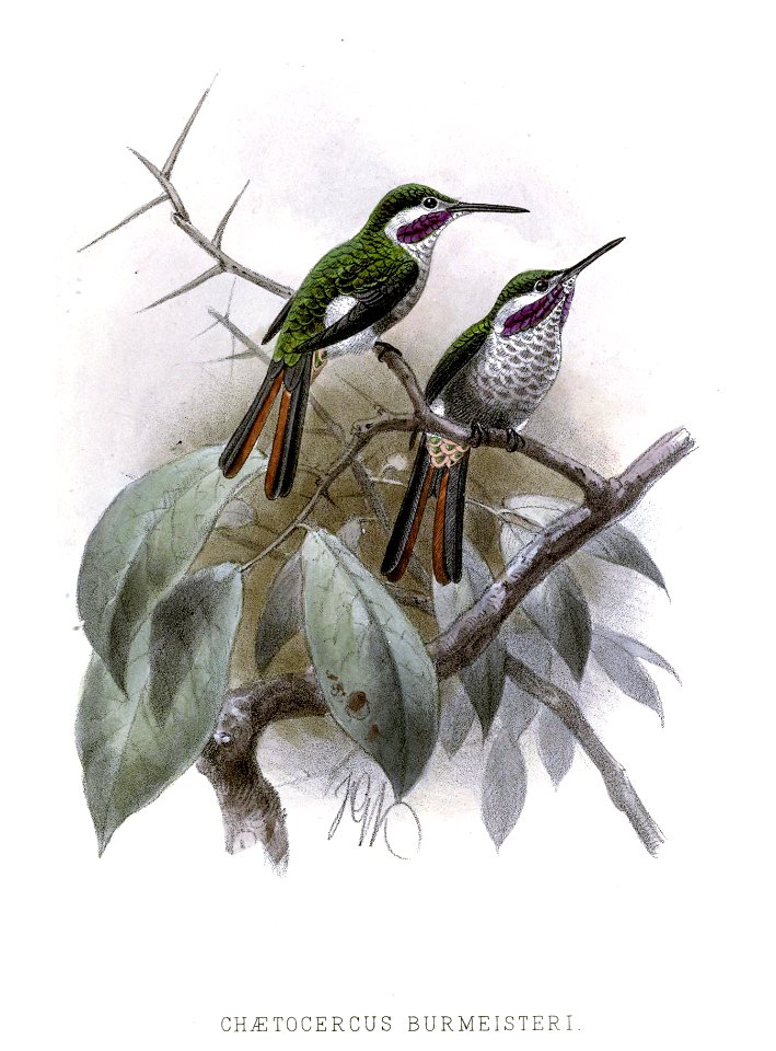Microstilbon burmeisteri