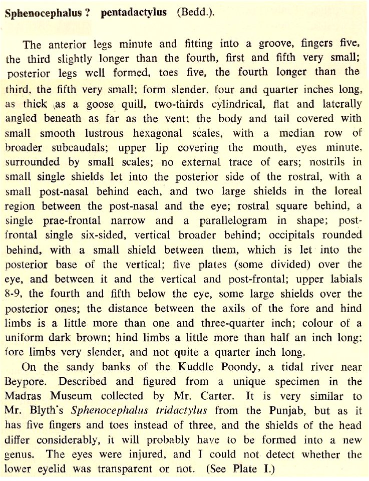 Original description of Sphenocephalus pentadactylus BEDDOME, 1870