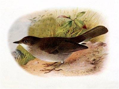 Turdus arthuri from  The birds of British Guiana