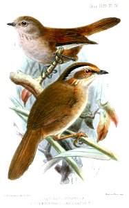 Proparus fucatus and Schoeniparus variegatus