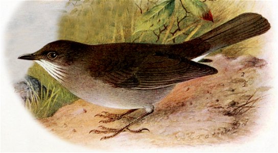Turdus arthuri from  The birds of British Guiana